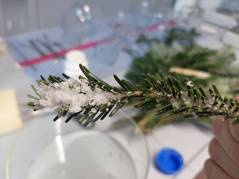 Chemie und Weihnachten Ein Tannenzweig mit etwas das aussieht wie Schnee.