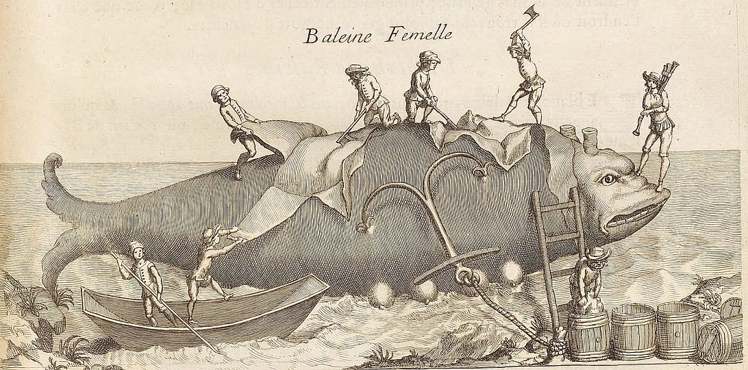 Zeichnung zeigt die Erlegung eines Wals.