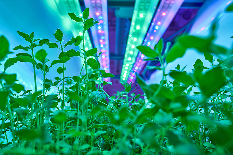 Oregano wächst unter kontrollierten Bedingungen im Labor des Max Rubner-Instituts in Karlsruhe.  Junge Pflanzen in einer Indoor-Farm unter intensivem blau-grünem LED-Licht. Die Aufnahme zeigt die Pflanzen von unten, wodurch die modernen, beleuchteten Anbaubedingungen hervorgehoben werden. Dies verdeutlicht innovative Anbaumethoden im Kontext von „New Food“ und nachhaltigen Lebensmittelsystemen.