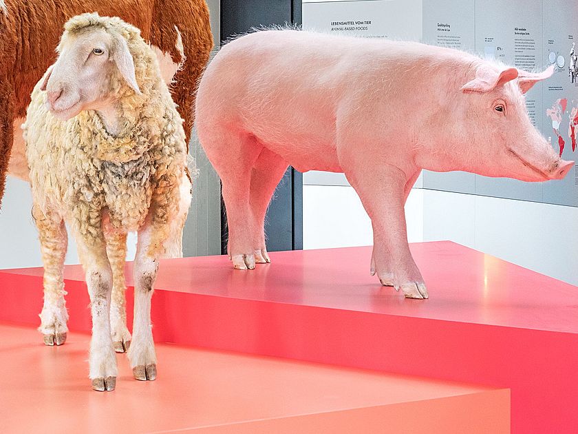 Nutztierinsel Ein Rind, ein Huhn, ein Schwein und ein Schaf.