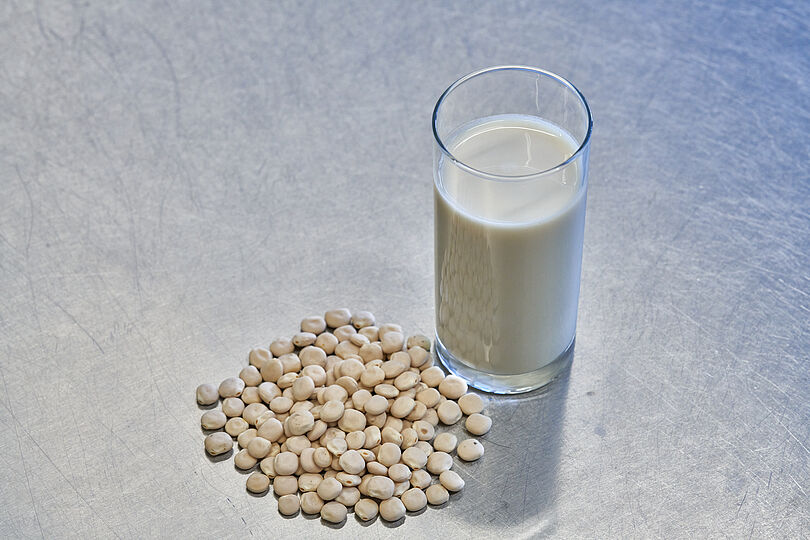 Ein Glas mit weißer Lupinenmilch steht auf einer metallischen Oberfläche neben einer Handvoll Lupinenbohnen. Diese pflanzliche Milchalternative wurde vom Fraunhofer IVV in Freising aus Lupinen hergestellt und zeigt die Nutzung pflanzlicher Proteine zur Herstellung von „New Food“-Produkten.