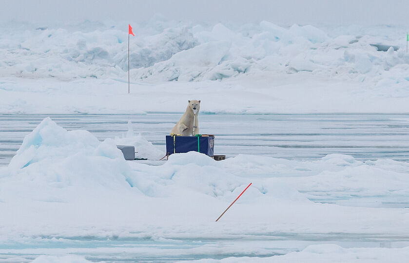 Ein Eisbär sitzt auf der Ocean City ADCP-Box.