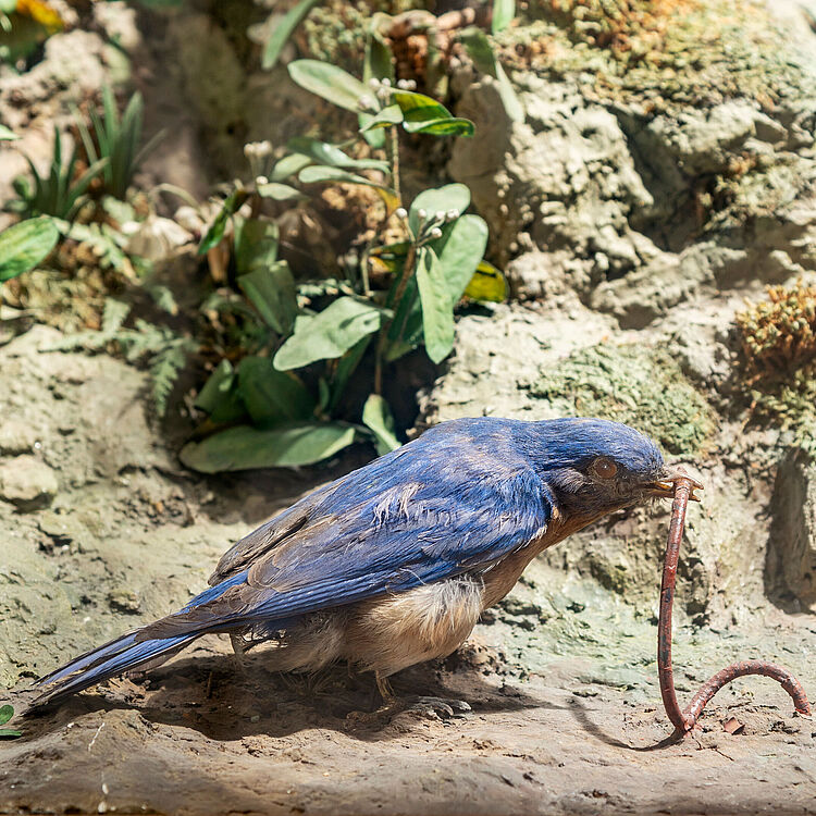 Modell im Zwitscherautomat: ein blauer Vogel zieht einen Regenwurm aus dem Boden.