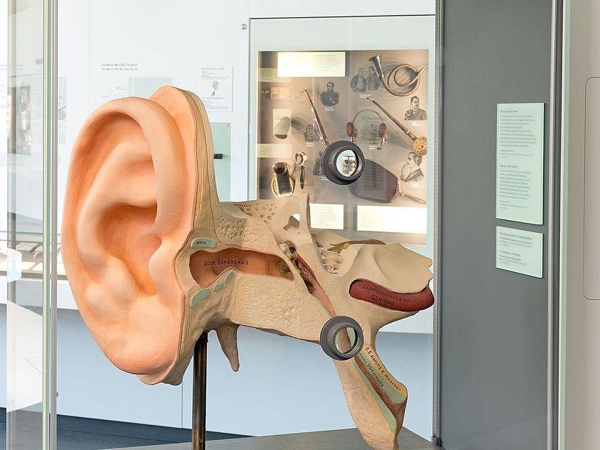 Modell von einem menschlichen Ohr.