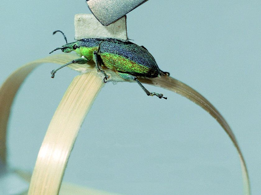 DM_AumannKybernetik_U1